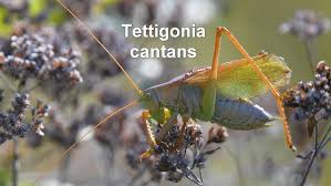 Attēlu rezultāti vaicājumam “Tettigonia cantans”