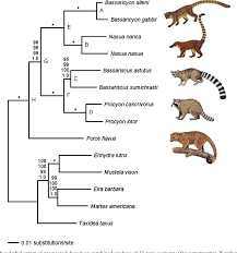 Attēlu rezultāti vaicājumam “Carnivora”