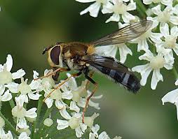 Attēlu rezultāti vaicājumam “Leucozona glaucia”