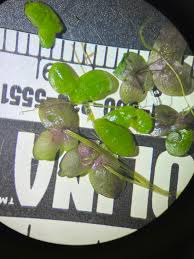 Attēlu rezultāti vaicājumam “Spirodela polyrhiza”