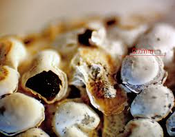 Attēlu rezultāti vaicājumam “Diderma subviridifuscum spores”