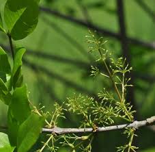 Attēlu rezultāti vaicājumam “Fraxinus pennsylvanica female flower”