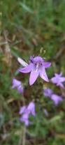 Image result for Campanula rapunculus