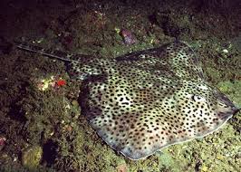 Image result for Raja montagui