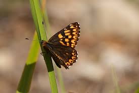 Attēlu rezultāti vaicājumam “Hamearis lucina underside”