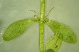 Attēlu rezultāti vaicājumam “Callitriche cophocarpa”