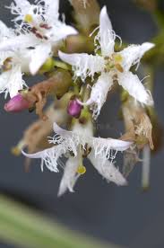 Attēlu rezultāti vaicājumam “Menyanthes trifoliata bud”