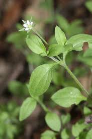 Attēlu rezultāti vaicājumam “Moehringia trinervia flower”