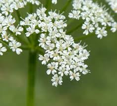 Attēlu rezultāti vaicājumam “Aegopodium podagraria flower”