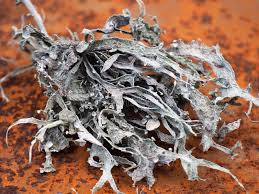 Attēlu rezultāti vaicājumam “Ramalina farinacea”