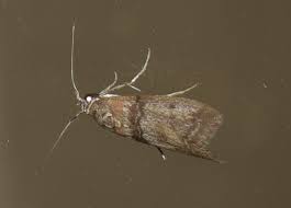 Attēlu rezultāti vaicājumam “Sciota adelphella”