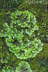 Attēlu rezultāti vaicājumam “Pellia epiphylla”