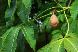 Attēlu rezultāti vaicājumam “Aesculus flava fruit”