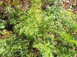 Attēlu rezultāti vaicājumam “Daucus carota subsp. carota leaf”
