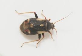 Attēlu rezultāti vaicājumam “Polymerus palustris”