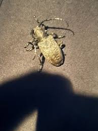 Attēlu rezultāti vaicājumam “Lamia textor”