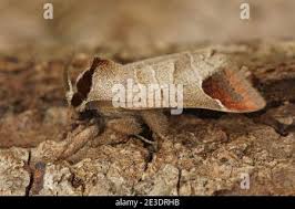 Attēlu rezultāti vaicājumam “Clostera curtula”