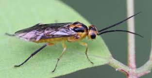 Attēlu rezultāti vaicājumam “Euura brevicornis”