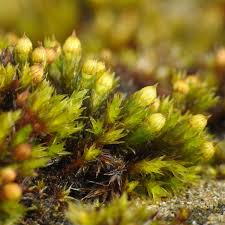 Attēlu rezultāti vaicājumam “Orthotrichum patens”