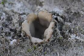 Attēlu rezultāti vaicājumam “Geopora arenicola”