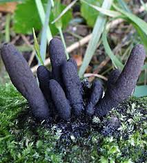 Attēlu rezultāti vaicājumam “Xylaria polymorpha”