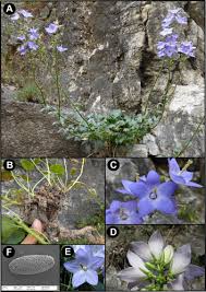 Image result for Campanula lingulata