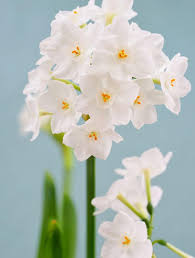 Attēlu rezultāti vaicājumam “Narcissus”