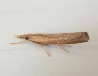 Attēlu rezultāti vaicājumam “Pediasia contaminella”