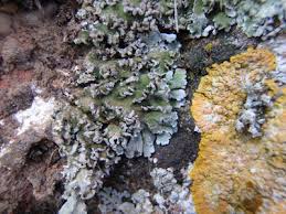 Attēlu rezultāti vaicājumam “Physconia enteroxantha”