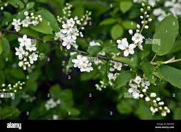 Attēlu rezultāti vaicājumam “Padus avium flower”