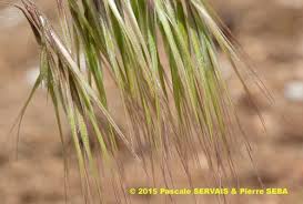 Attēlu rezultāti vaicājumam “Anisantha tectorum”