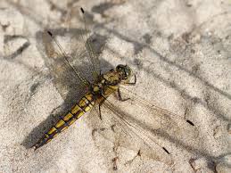 Attēlu rezultāti vaicājumam “Orthetrum cancellatum”