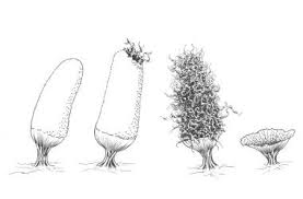 Attēlu rezultāti vaicājumam “Arcyria minuta stalked”