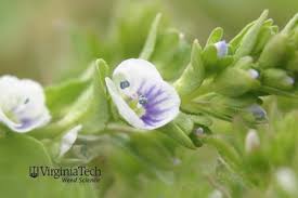 Attēlu rezultāti vaicājumam “Veronica serpyllifolia leaf”