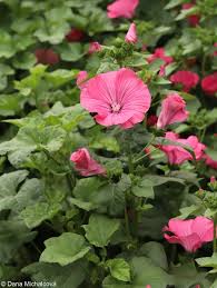 Image result for Lavatera trimestris