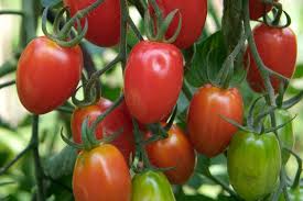 Attēlu rezultāti vaicājumam “Lycopersicon esculentum”