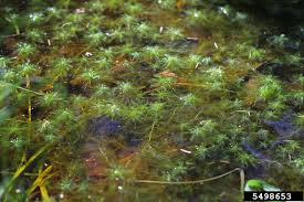 Attēlu rezultāti vaicājumam “Sphagnum cuspidatum”