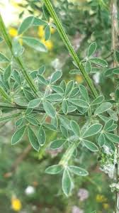 Attēlu rezultāti vaicājumam “Cytisus scoparius leaf”