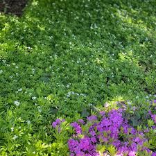 Image result for Galium odoratum