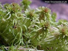 Attēlu rezultāti vaicājumam “Sphagnum cuspidatum”