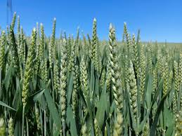 Image result for Weizen