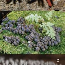 Attēlu rezultāti vaicājumam “Hemitrichia chrysospora young”