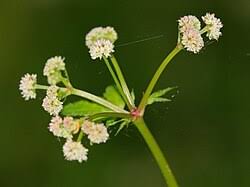 Attēlu rezultāti vaicājumam “Sanicula europaea fruit”