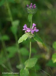 Attēlu rezultāti vaicājumam “Clinopodium vulgare”