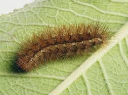 Attēlu rezultāti vaicājumam “Spilosoma lutea larva”
