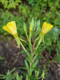 Image result for Oenothera biennis
