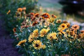 Image result for Rudbeckia Paradisio