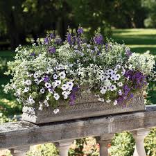 Attēlu rezultāti vaicājumam “Gypsophila fastigiata flower”