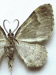 Attēlu rezultāti vaicājumam “Colostygia pectinataria”