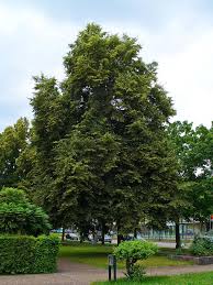 Attēlu rezultāti vaicājumam “Tilia x moltkei”